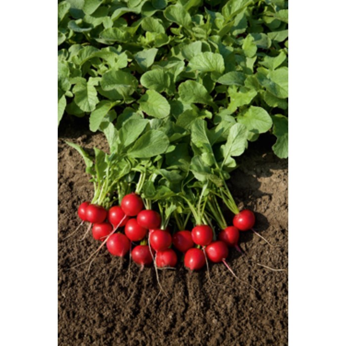 Семена Редис Рудольф, 500 гр, Bejo
Семена Редис Рудольф, 500 гр, Bejo