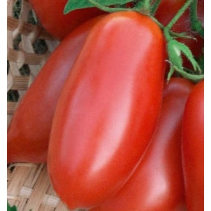 Семена Томат Торквей F1, 5 гр, Bejo
Семена Томат Торквей F1, 5 гр, Bejo