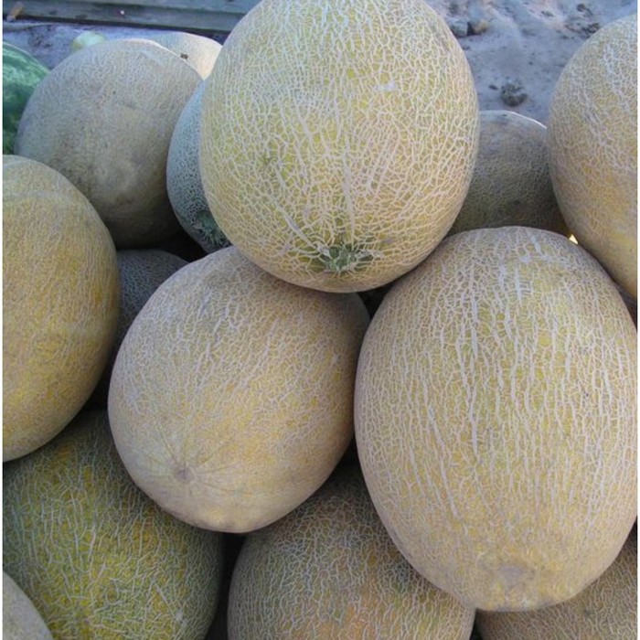 Семена Дыня Амал F1, 1 000 шт, CLAUSE
Семена Дыня Амал F1, 1 000 шт, CLAUSE