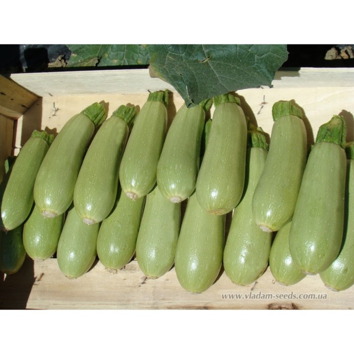 Семена Кабачок Асма F1, 500 шт, CLAUSE
Семена Кабачок Асма F1, 500 шт, CLAUSE