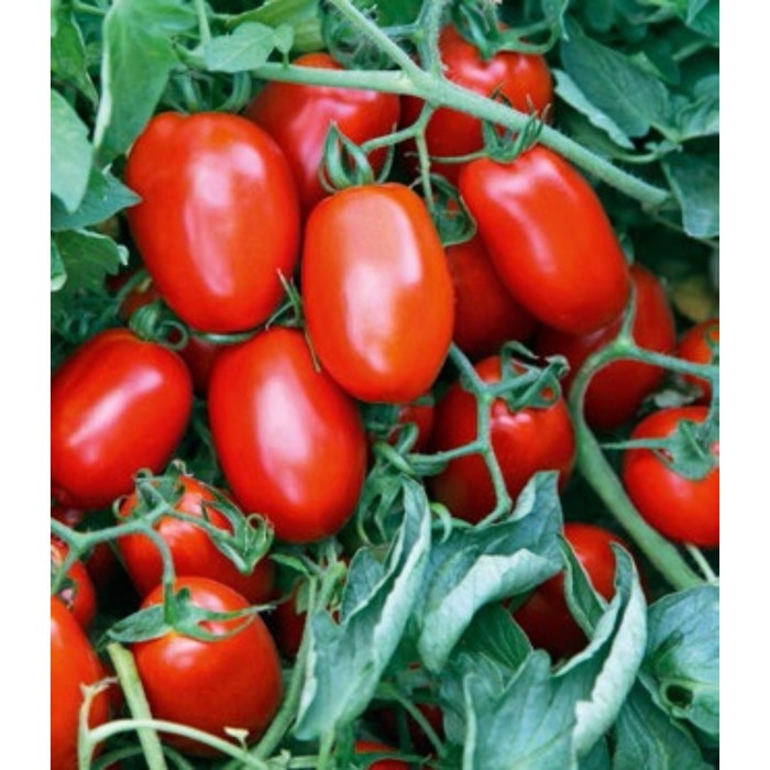 Семена Томат Ретана F1, 1 000 шт, Vilmorin
Семена Томат Ретана F1, 1 000 шт, Vilmorin