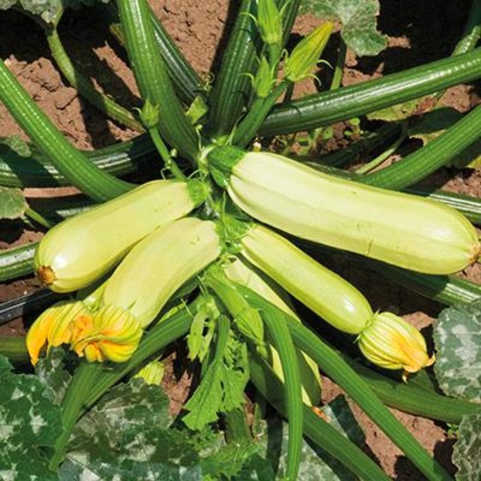 Семена Кабачок Галакси F1, 1 000 шт, Greenomica
Семена Кабачок Галакси F1, 1 000 шт, Greenomica