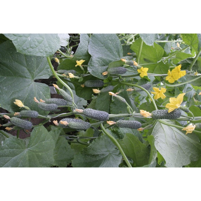 Семена Огурец Азарт F1, 1 000 шт, Greenomica
Семена Огурец Азарт F1, 1 000 шт, Greenomica