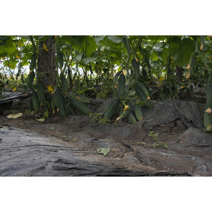 Семена Огурец Бонус F1, 1 000 шт, Greenomica 
Семена Огурец Бонус F1, 1 000 шт, Greenomica