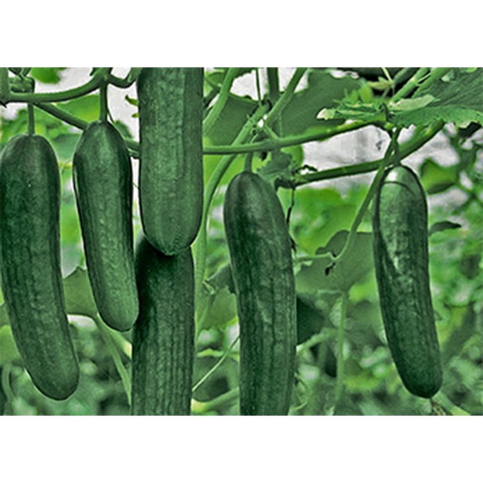 Семена Огурец Гринлайн F1, 1 000 шт, Greenomica
Семена Огурец Гринлайн F1, 1 000 шт, Greenomica