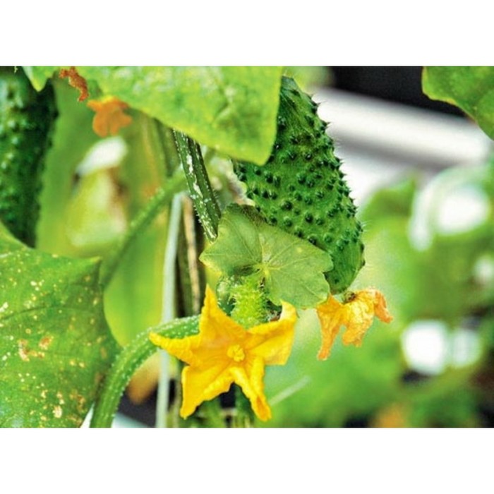 Семена Огурец Маверик F1, 1 000 шт, Greenomica
Семена Огурец Маверик F1, 1 000 шт, Greenomica