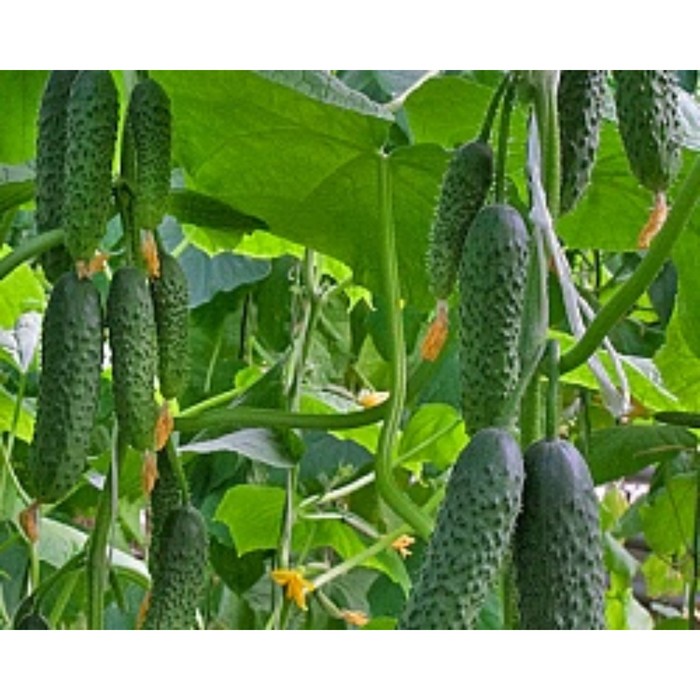Семена Огурец Прайм F1, 1 000 шт, Greenomica
Семена Огурец Прайм F1, 1 000 шт, Greenomica
