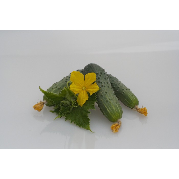 Семена Огурец Рокки F1, 1 000 шт, Greenomica
Семена Огурец Рокки F1, 1 000 шт, Greenomica