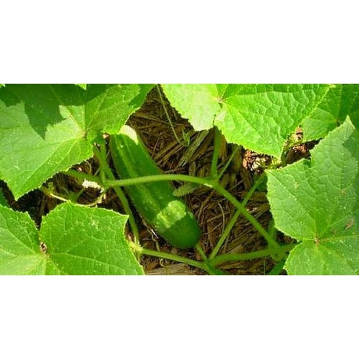 Семена Огурец Траст F1, 1 000 шт, Greenomica
Семена Огурец Траст F1, 1 000 шт, Greenomica