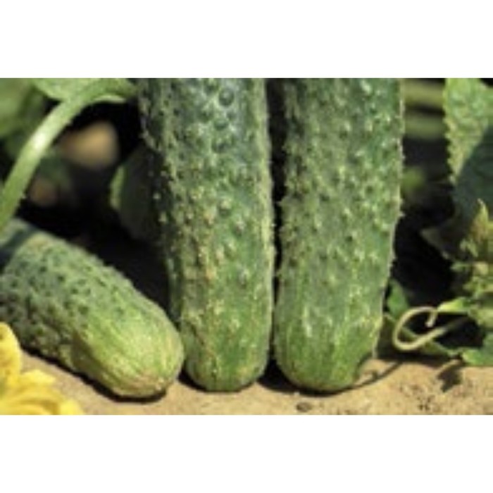 Семена Огурец Аякс F1, 1 000 шт, Nunhems
Семена Огурец Аякс F1, 1 000 шт, Nunhems