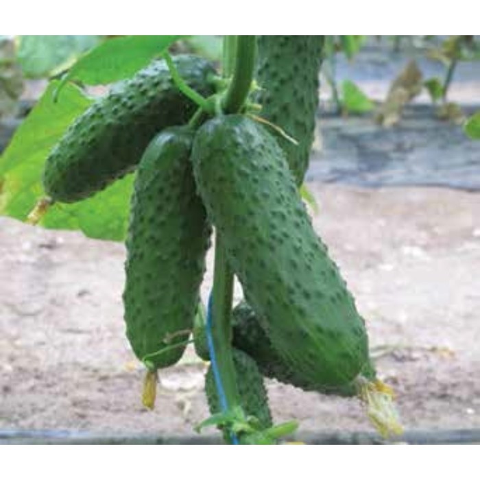 Семена Огурец Барвина F1, 500 шт, Nunhems
Семена Огурец Барвина F1, 500 шт, Nunhems