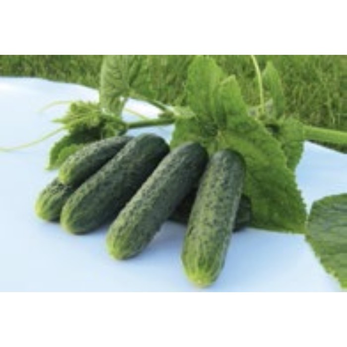 Семена Огурец Джастина F1, 1 000 шт, Nunhems
Семена Огурец Джастина F1, 1 000 шт, Nunhems