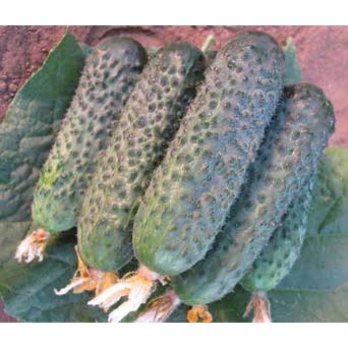 Семена Огурец Директор F1, 500 шт, Nunhems
Семена Огурец Директор F1, 500 шт, Nunhems