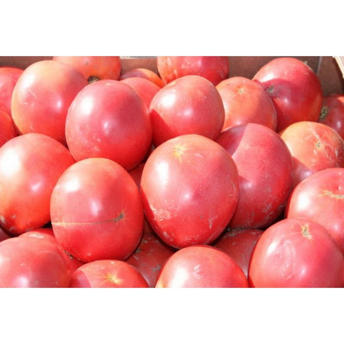 Семена Томат Тарпан F1, 1 000 шт, Nunhems
Семена Томат Тарпан F1, 1 000 шт, Nunhems