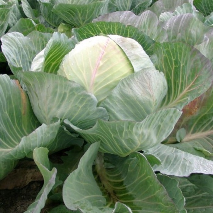 Семена Капуста б/к Сельма F1, 1 000 шт, RZ
Семена Капуста б/к Сельма F1, 1 000 шт, RZ