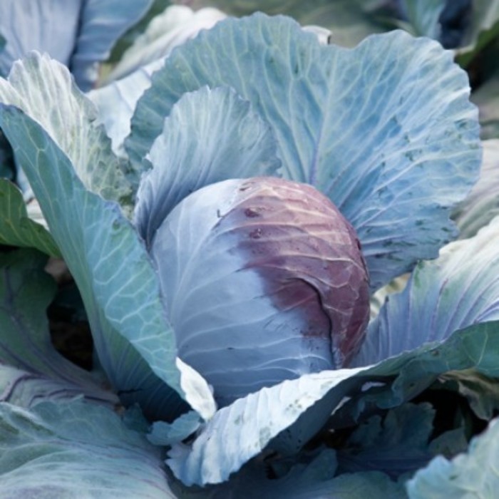 Семена Капуста к/к Ресима F1, 1 000 шт, RZ
Семена Капуста к/к Ресима F1, 1 000 шт, RZ