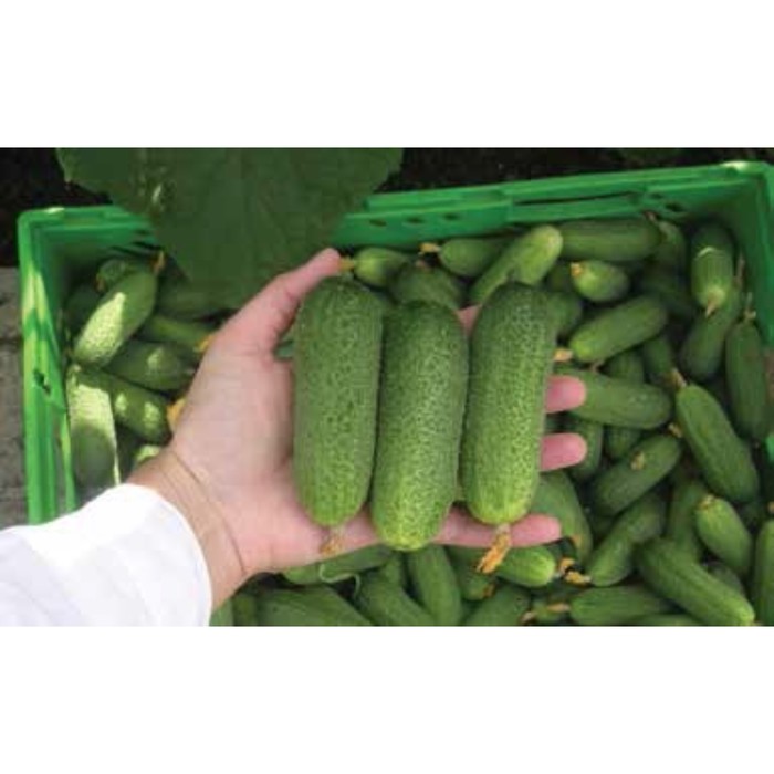 Семена Огурец Гармония РЗ F1, 100 шт, RZ
Семена Огурец Гармония РЗ F1, 100 шт, RZ