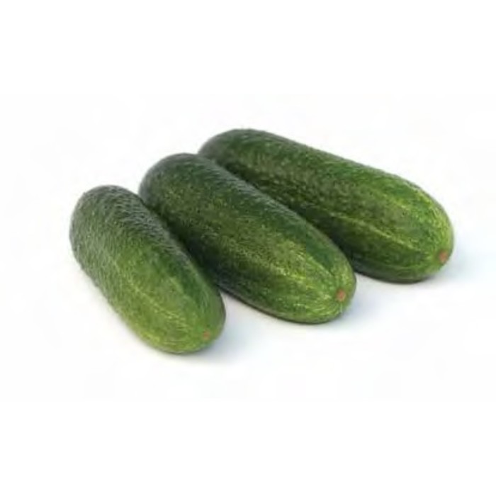 Семена Огурец Диригент F1, 100 шт, RZ