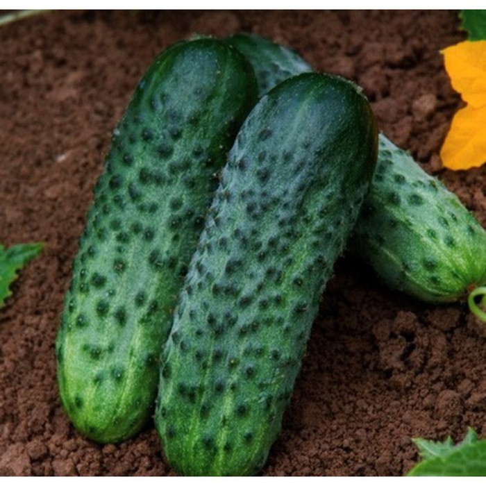 Семена Огурец Караоке F1, 250 шт, RZ
Семена Огурец Караоке F1, 250 шт, RZ