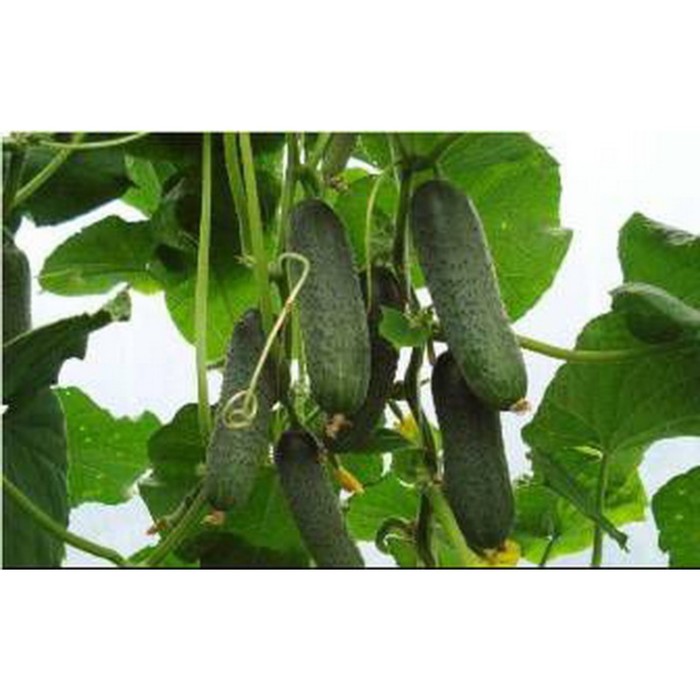 Семена Огурец Кибрия F1, 100 шт, RZ
Семена Огурец Кибрия F1, 100 шт, RZ