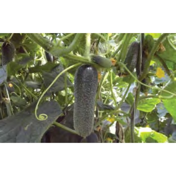 Семена Огурец Трилоджи F1, 1 000 шт, RZ
Семена Огурец Трилоджи F1, 1 000 шт, RZ