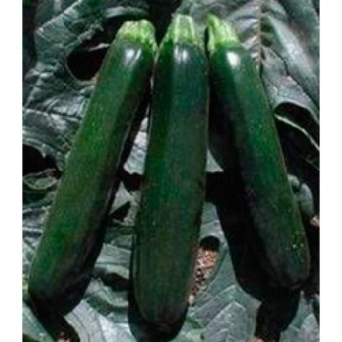 Семена Кабачок Кандела F1, 1 000 шт, Sakata (Арал)
Семена Кабачок Кандела F1, 1 000 шт, Sakata (Арал)