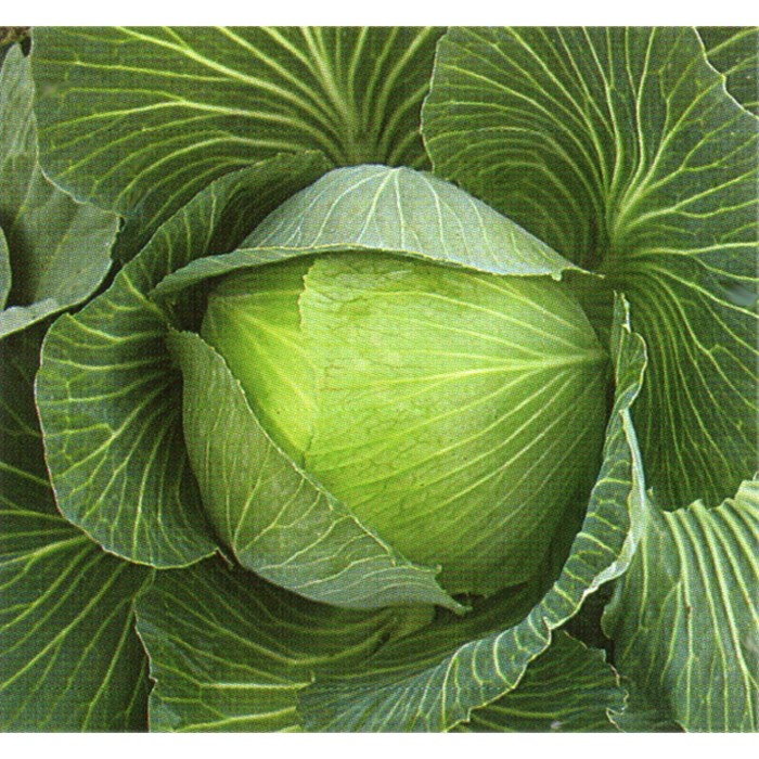 Семена Капуста б/к Чирс F1, 1 000 шт, TAKII
Семена Капуста б/к Чирс F1, 1 000 шт, TAKII