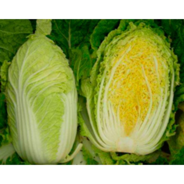 Семена Капуста пек Табалуга F1, 1 000 шт, Sakata
Семена Капуста пек Табалуга F1, 1 000 шт, Sakata