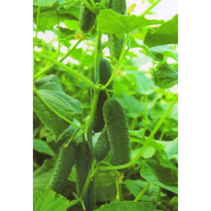 Семена Огурец Уран F1, 500 шт, Sakata
Семена Огурец Уран F1, 500 шт, Sakata