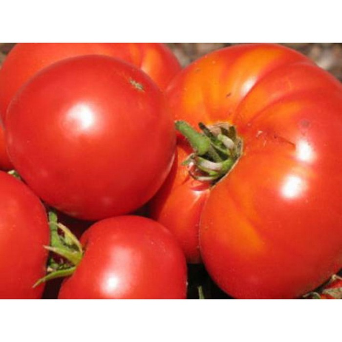 Семена Томат Америго F1, 500 шт, Sakata
Семена Томат Америго F1, 500 шт, Sakata