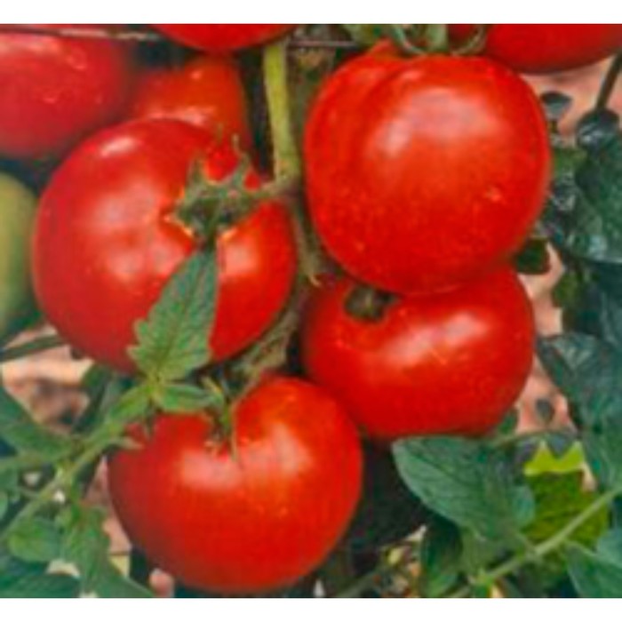 Семена Томат Джемпакт F1, 1 000 шт, Sakata
Семена Томат Джемпакт F1, 1 000 шт, Sakata