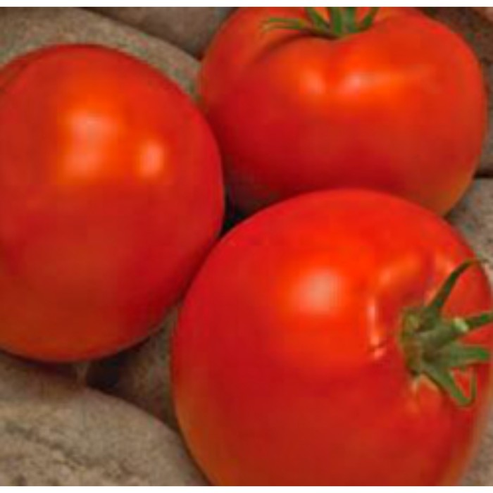 Семена Томат Линда F1, 1 000 шт, Sakata
Семена Томат Линда F1, 1 000 шт, Sakata