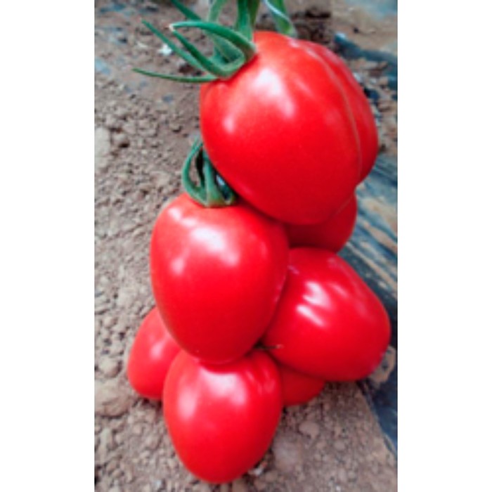 Семена Томат Пинк Пионер F1, 500 шт, Sakata (П.Парадайз) 
Семена Томат Пинк Пионер F1, 500 шт, Sakata (П.Парадайз)