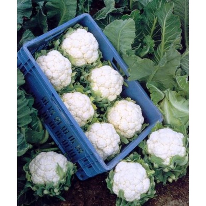 Семена Капуста цв. Фридом F1, 1 000 шт, RS
Семена Капуста цв. Фридом F1, 1 000 шт, RS