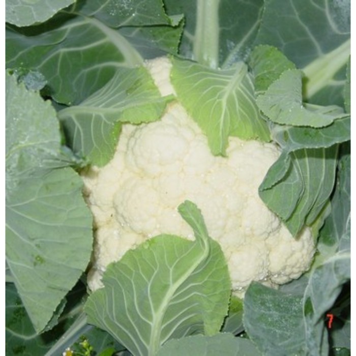 Семена Капуста цв. Фронтина F1, 1 000 шт, RS
Семена Капуста цв. Фронтина F1, 1 000 шт, RS