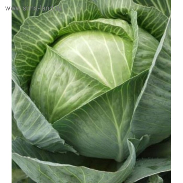 Семена Капуста б/к Каунтер F1, 2 500 шт, Bejo
Семена Капуста б/к Каунтер F1, 2 500 шт, Bejo