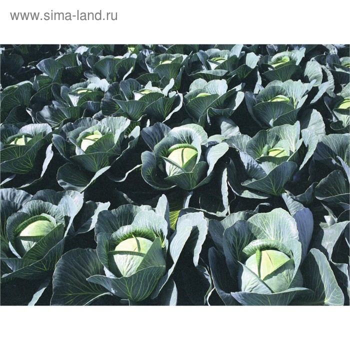 Семена Капуста б/к Парадокс F1, 2 500 шт, Bejo
Семена Капуста б/к Парадокс F1, 2 500 шт, Bejo