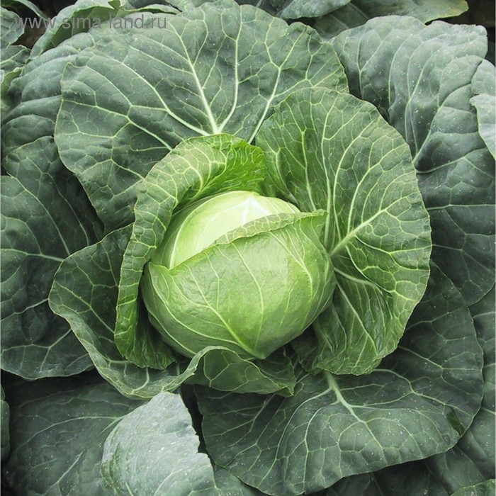 Семена Капуста б/к Парел F1, 2 500 шт, Bejo
Семена Капуста б/к Парел F1, 2 500 шт, Bejo