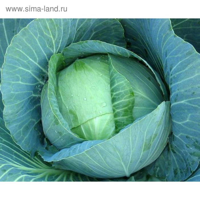 Семена Капуста б/к Рамада F1, 2 500 шт, Bejo
Семена Капуста б/к Рамада F1, 2 500 шт, Bejo