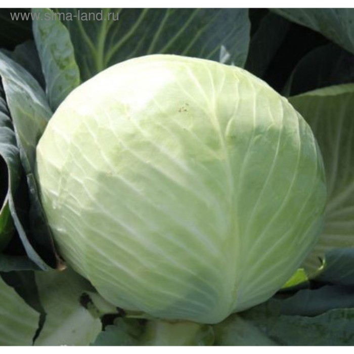 Семена Капуста б/к Риэкшен F1, 2 500 шт, Bejo
Семена Капуста б/к Риэкшен F1, 2 500 шт, Bejo