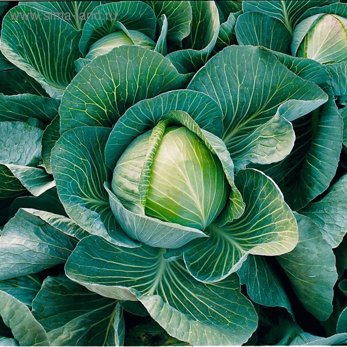 Семена Капуста б/к Харрикейн F1, 2 500 шт, Bejo
Семена Капуста б/к Харрикейн F1, 2 500 шт, Bejo