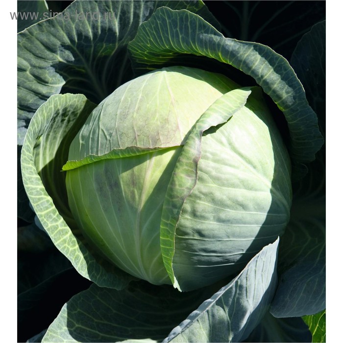 Семена Капуста б/к Циклон F1, 2 500 шт, Bejo
Семена Капуста б/к Циклон F1, 2 500 шт, Bejo