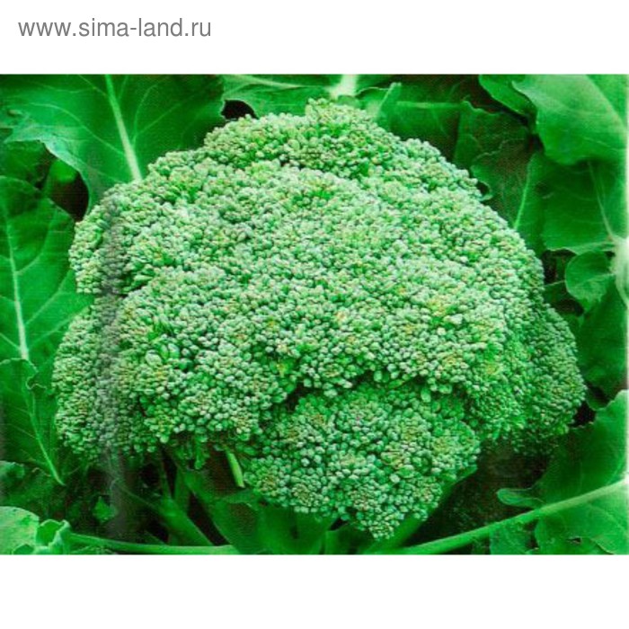 Семена Капуста брок. Фиеста F1, 2 500 шт, Bejo
Семена Капуста брок. Фиеста F1, 2 500 шт, Bejo