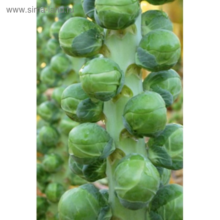 Семена Капуста брюс. Диабло F1, 2 500 шт, Bejo
Семена Капуста брюс. Диабло F1, 2 500 шт, Bejo