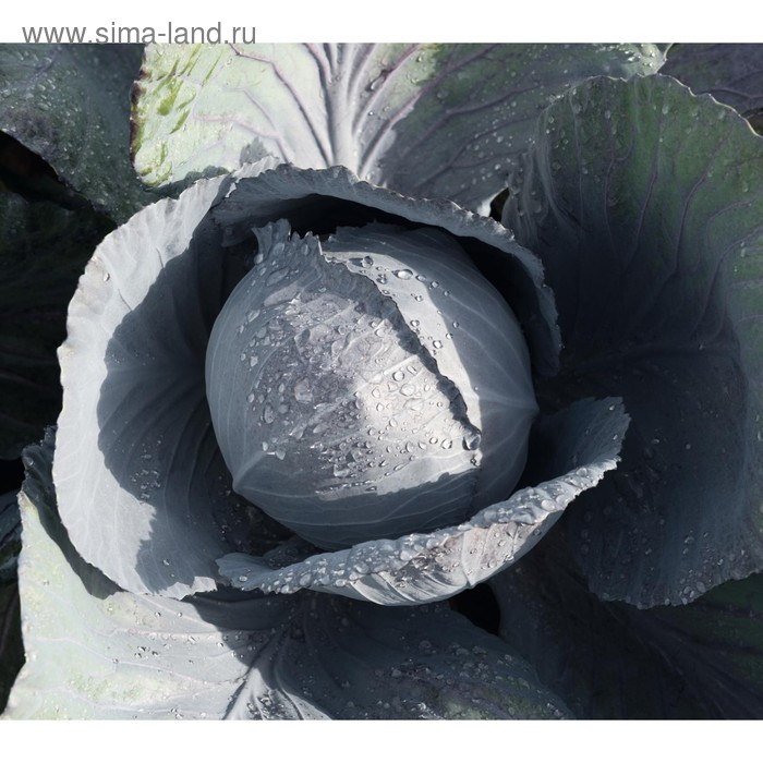 Семена Капуста к/к Лектро F1, 2 500 шт, Bejo
Семена Капуста к/к Лектро F1, 2 500 шт, Bejo