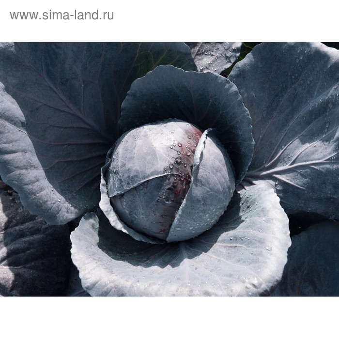 Семена Капуста к/к Примеро F1, 2 500 шт, Bejo
Семена Капуста к/к Примеро F1, 2 500 шт, Bejo