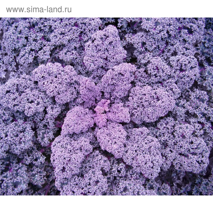 Семена Капуста лист. Редбор F1, 2 500 шт, Bejo
Семена Капуста лист. Редбор F1, 2 500 шт, Bejo