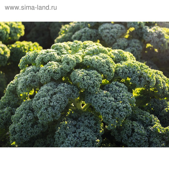 Семена Капуста лист. Рефлекс F1, 2 500 шт, Bejo
Семена Капуста лист. Рефлекс F1, 2 500 шт, Bejo