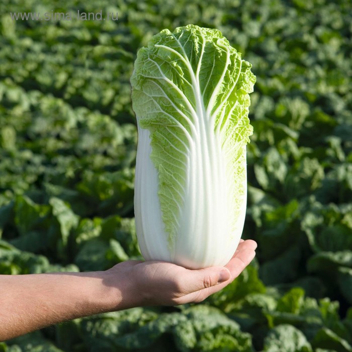 Семена Капуста пек. Билко F1, 2 500 шт, Bejo
Семена Капуста пек. Билко F1, 2 500 шт, Bejo