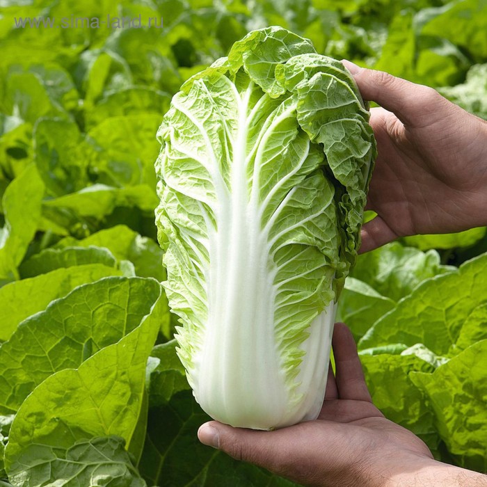 Семена Капуста пек. Маноко F1, 2 500 шт, Bejo
Семена Капуста пек. Маноко F1, 2 500 шт, Bejo